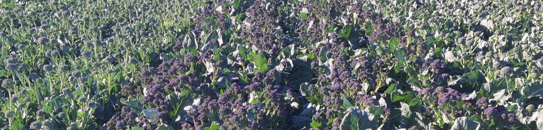 Charley Kemp Joins The Santa Maria Seeds Team